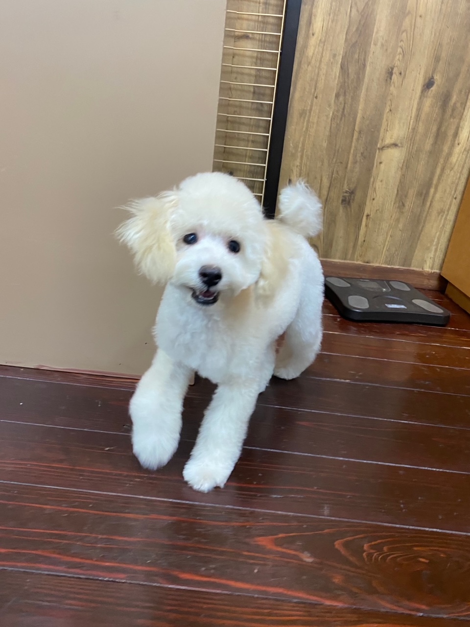 シュガーちゃん?