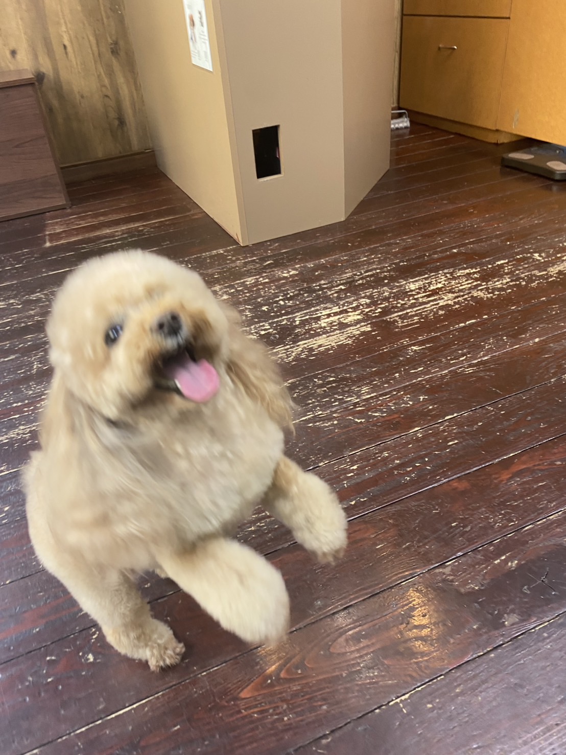 レイナちゃん🐩