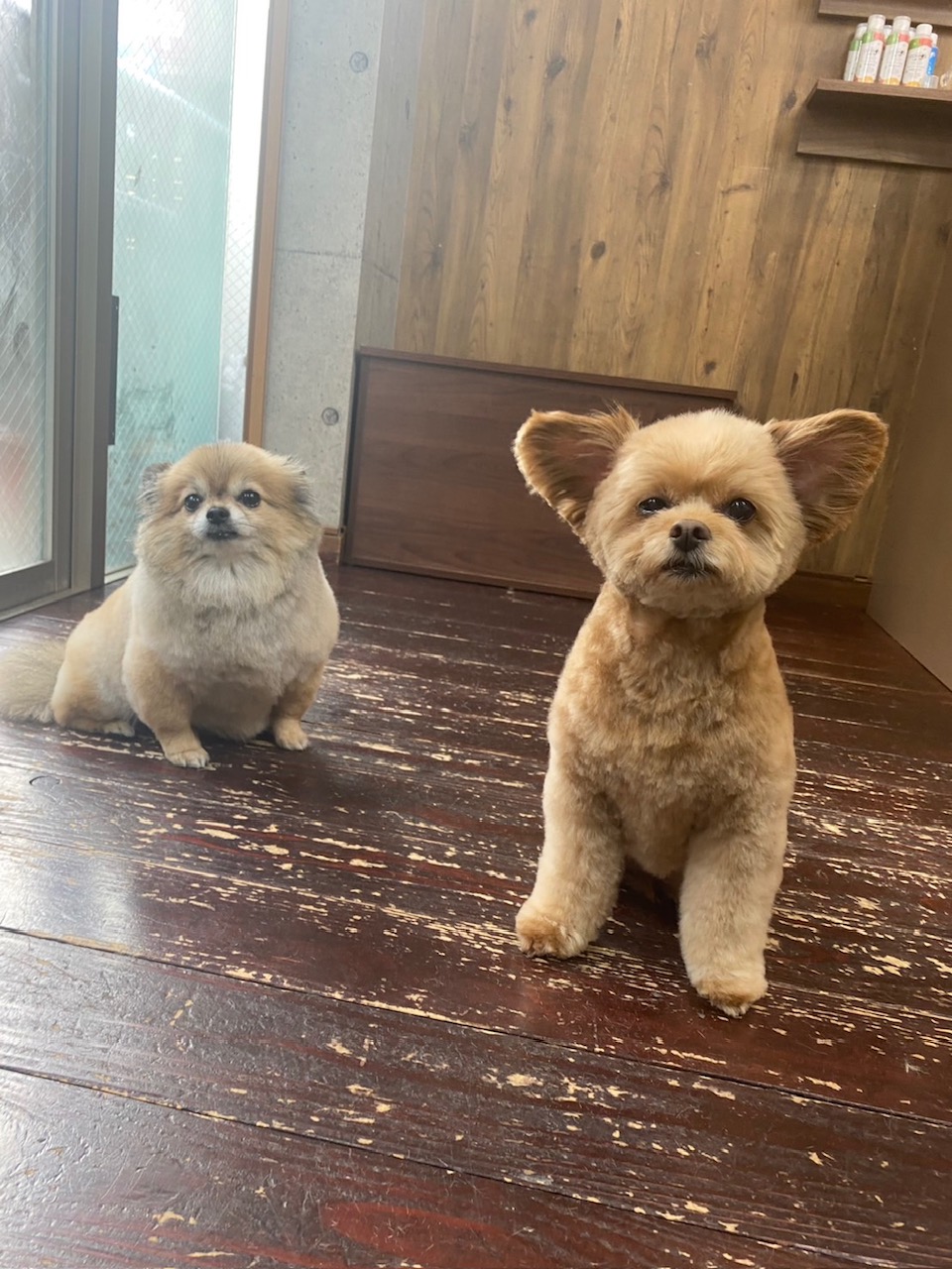 イルちゃん😊アムちゃん🐶