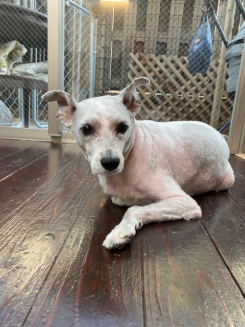 ドゥンバちゃん🐶