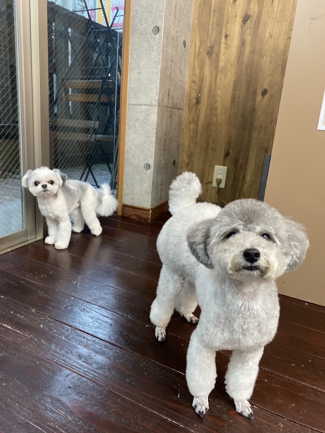 つくしちゃんと豆大福ちゃん??