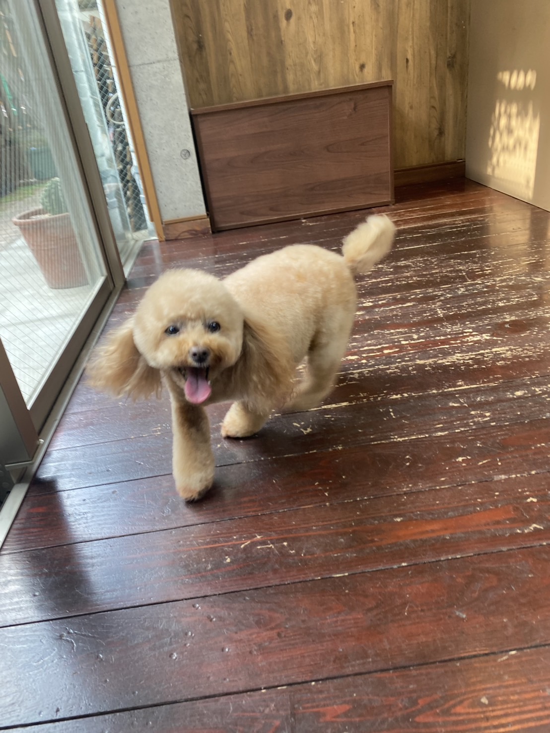 レイナちゃん🐩