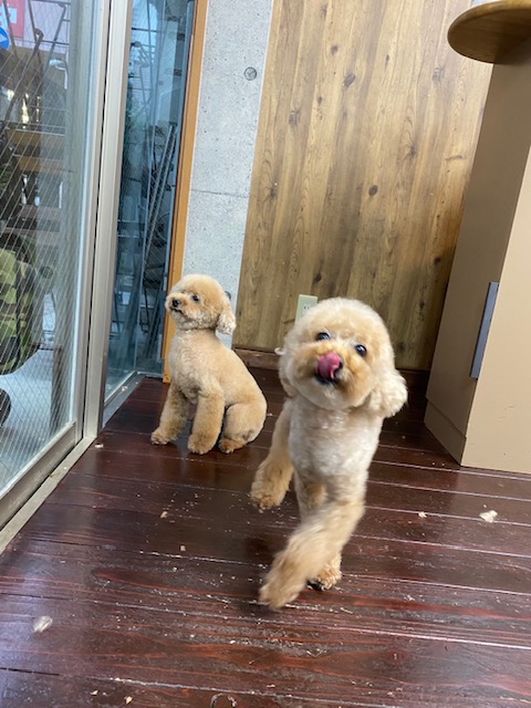 グリコ・マルコちゃん(双子ちゃん)??