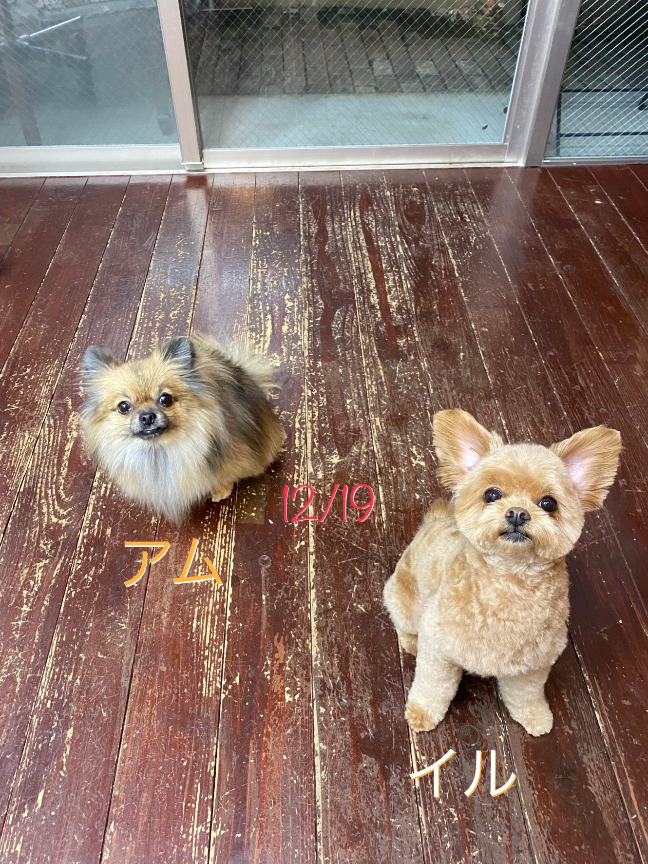 イルちゃん＆アムちゃん?