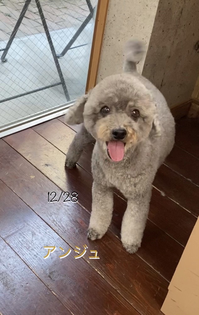 アンジュちゃん?