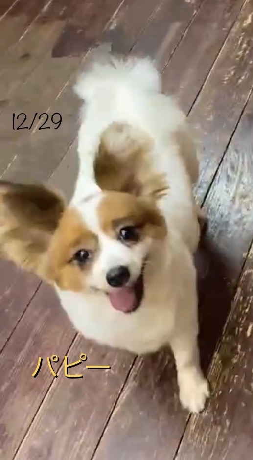 パピーちゃん?