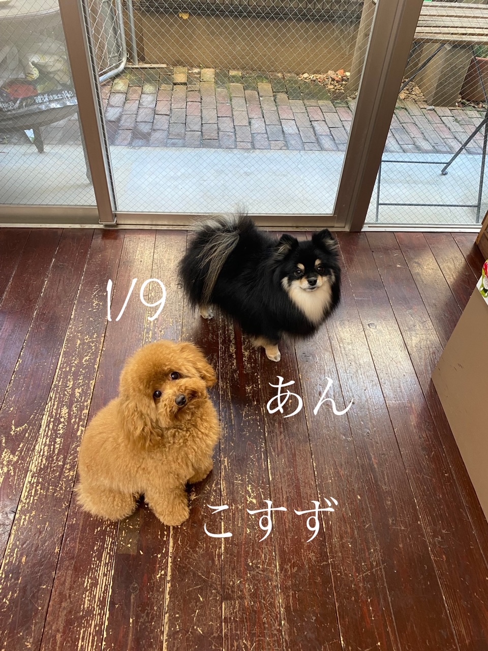 きなこ&あんちゃん?こすずちゃん?