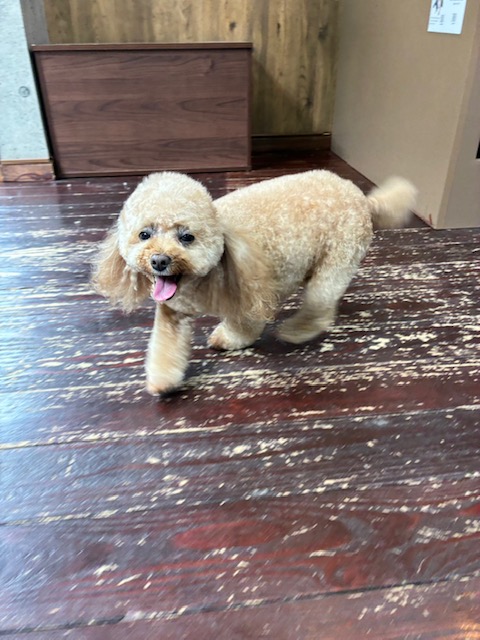 レイナちゃん🐩