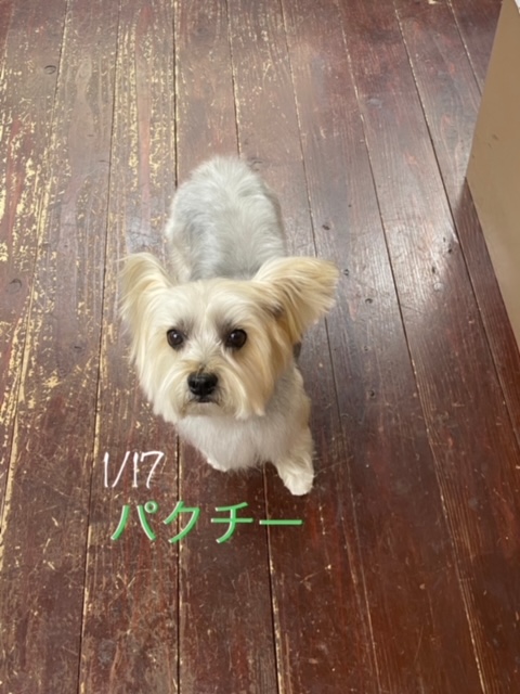 パクチーちゃん?