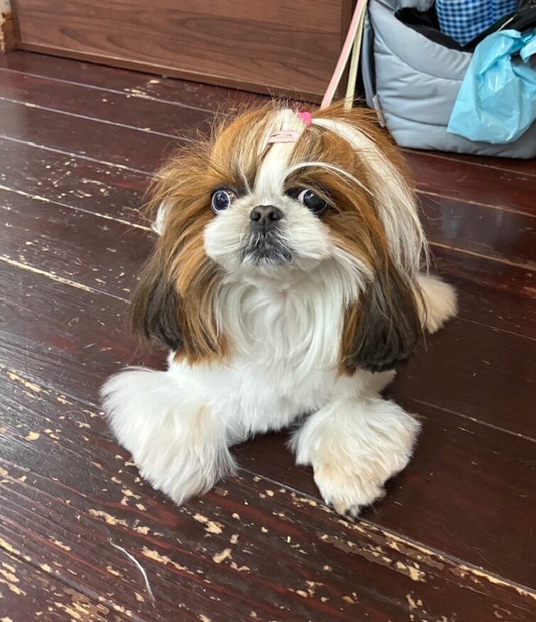 青玉(あおい)ちゃん🐩