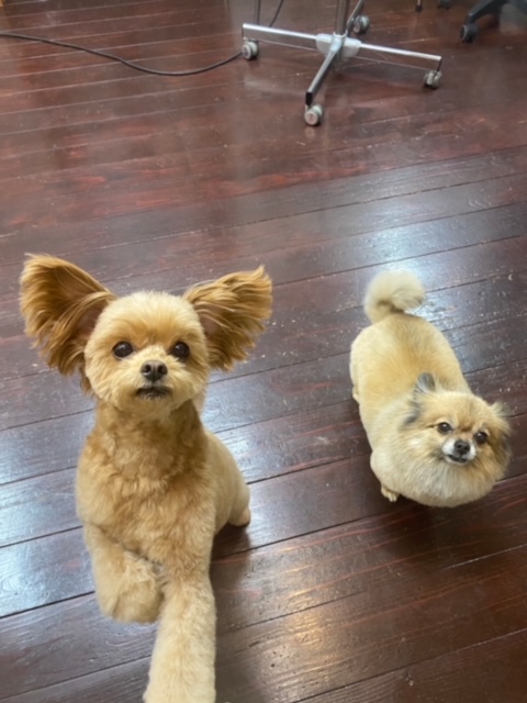 イルちゃん?アムちゃん?