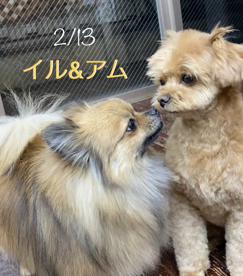 イル＆アムちゃん?