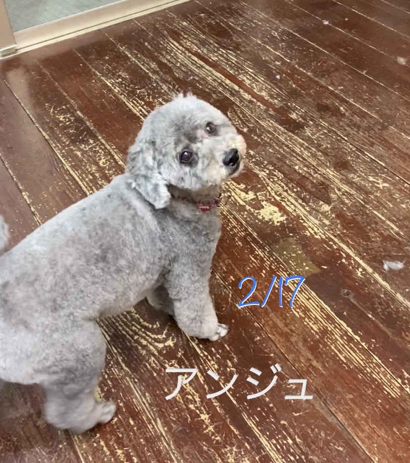 アンジュちゃん?