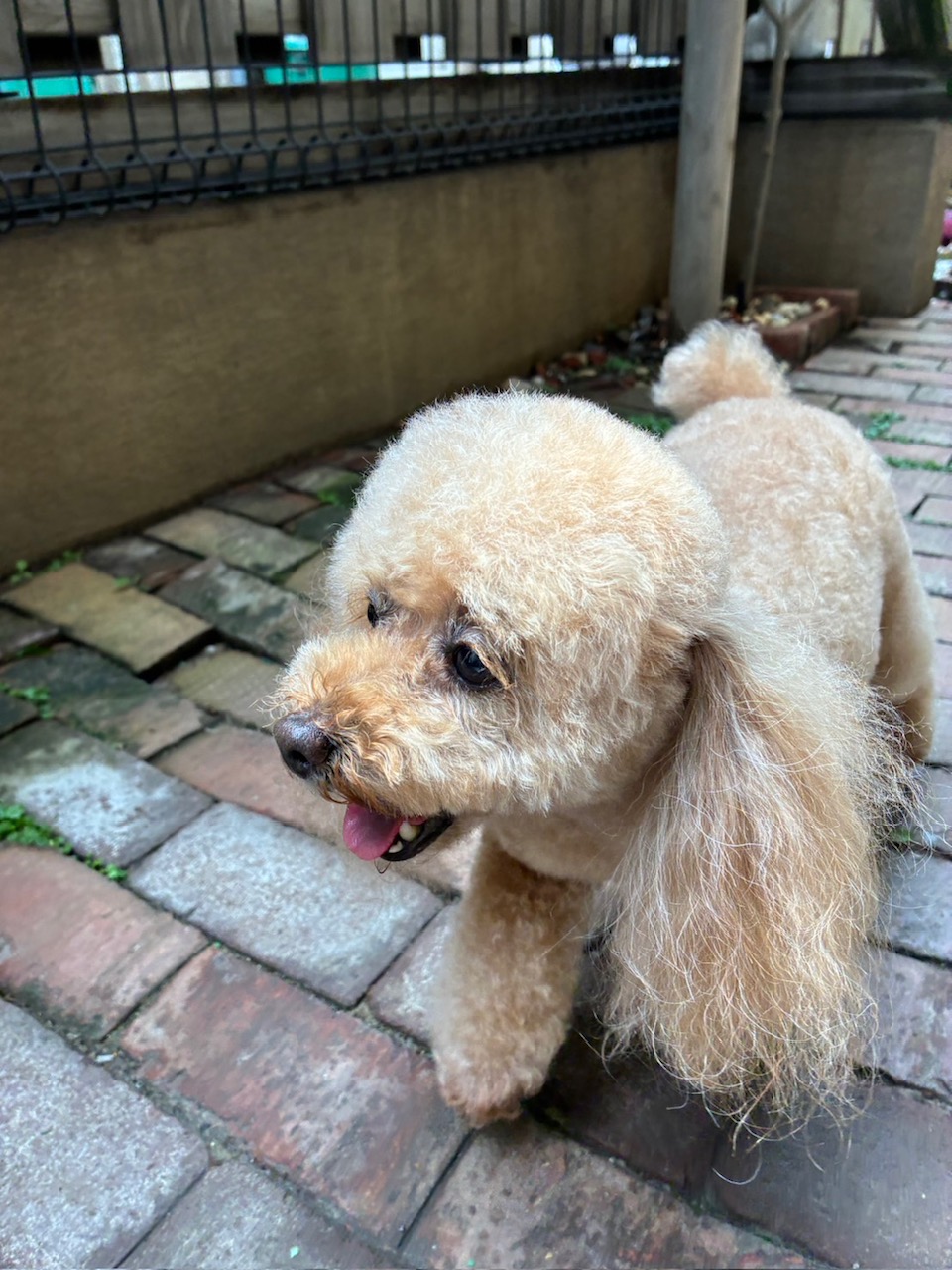 レイナちゃん🐩