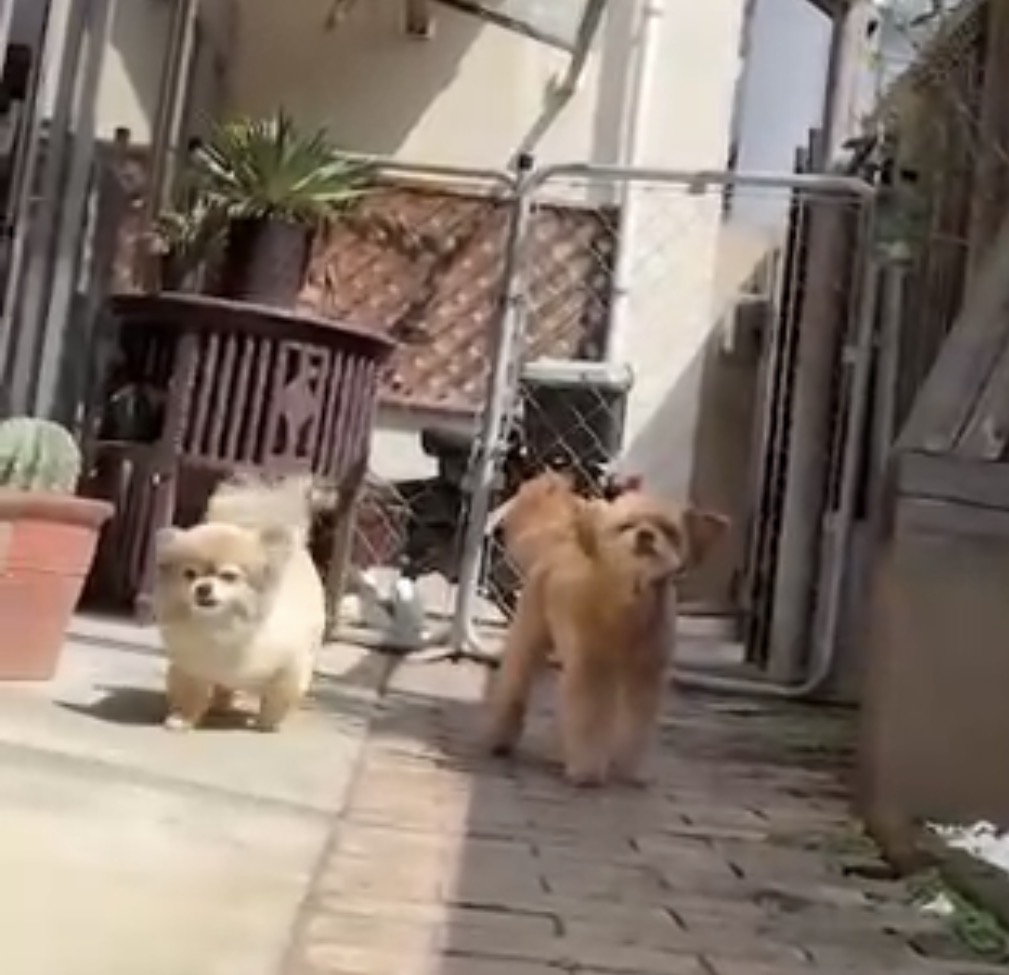 イルちゃん＆アムちゃん🐶🐶