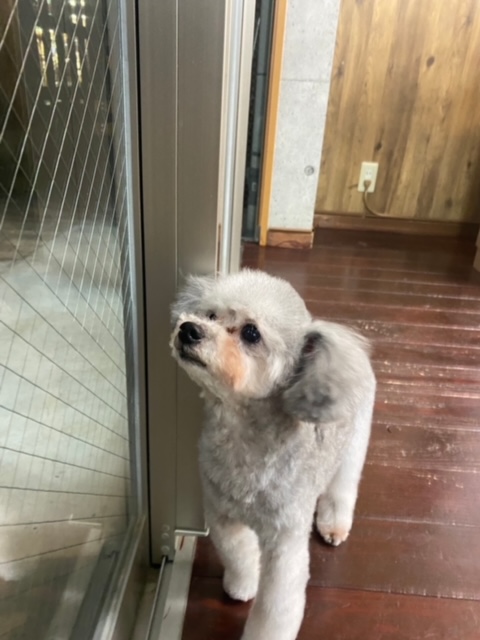 シルキーちゃん?