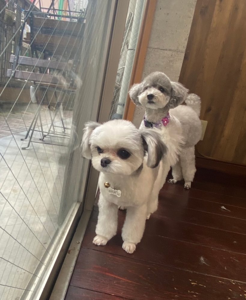 つくしちゃんと豆大福ちゃん??