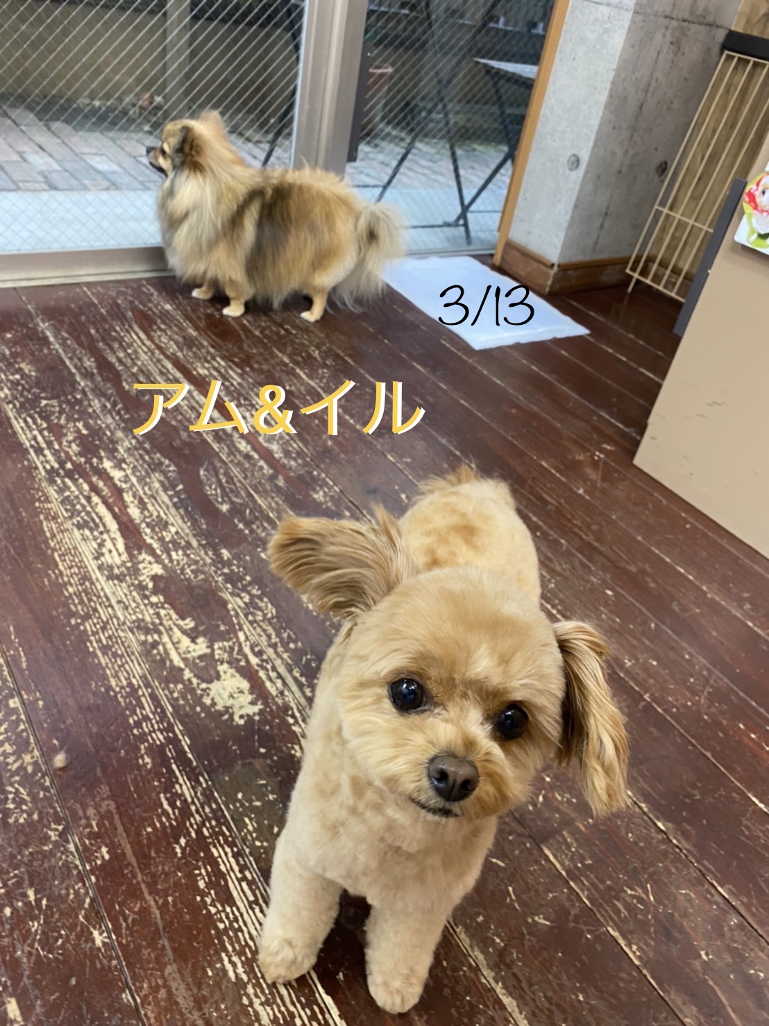 イルちゃんアムちゃん?