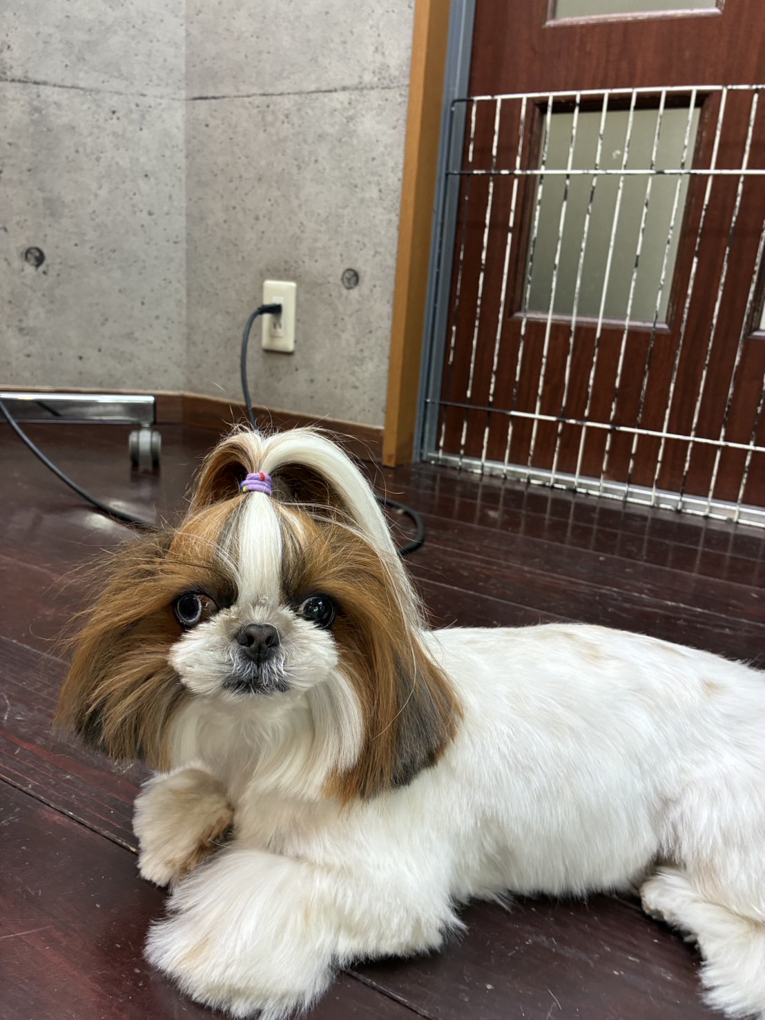 青玉(あおい)ちゃん🐶