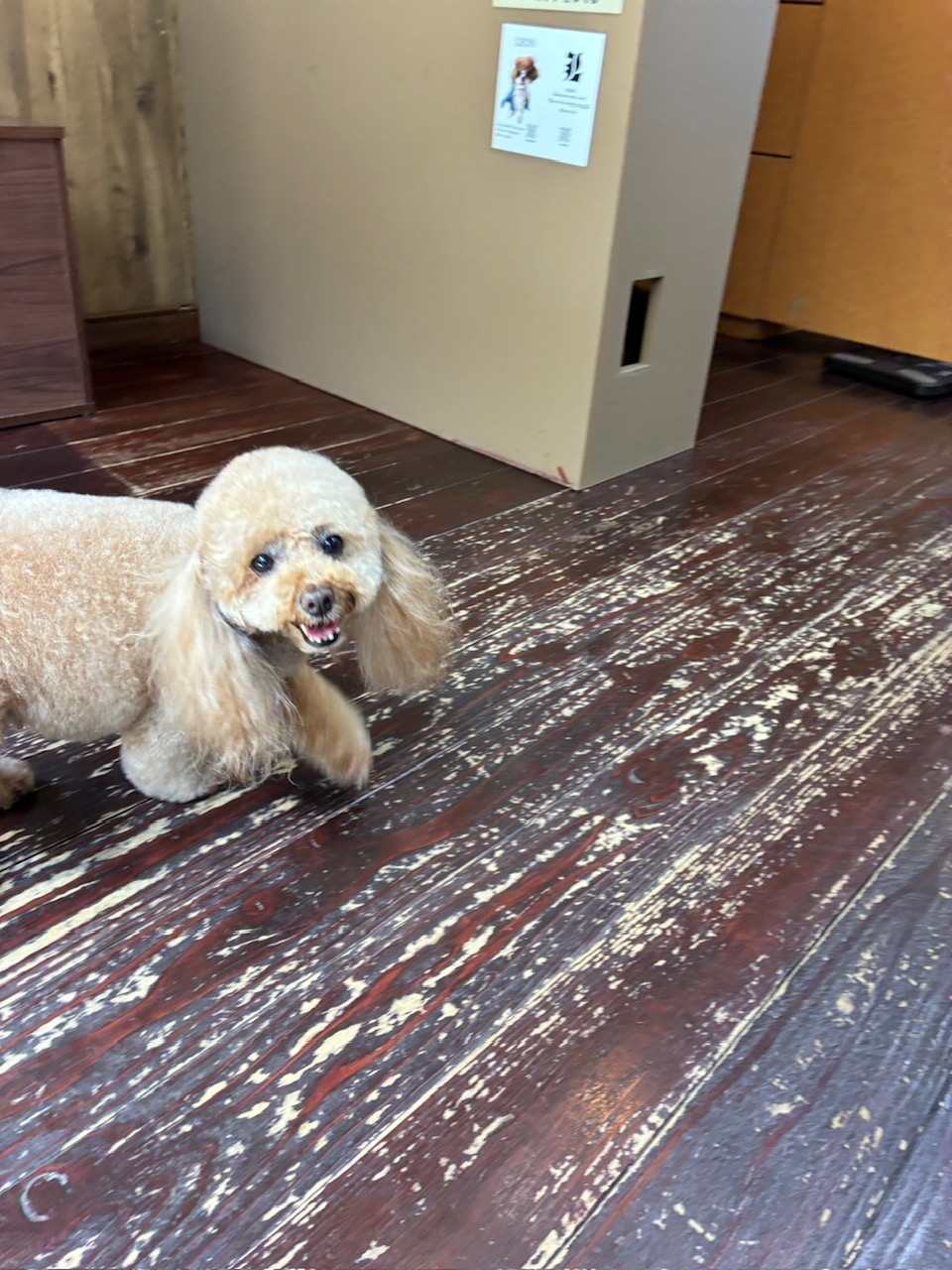 レイナちゃん🐩