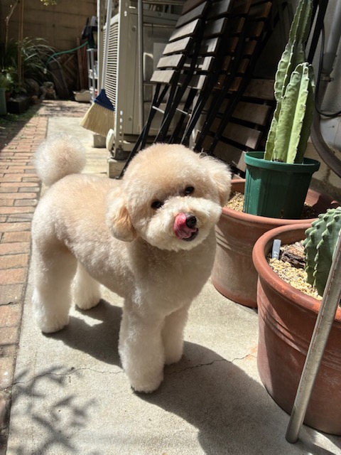 ベイリーちゃん🐩