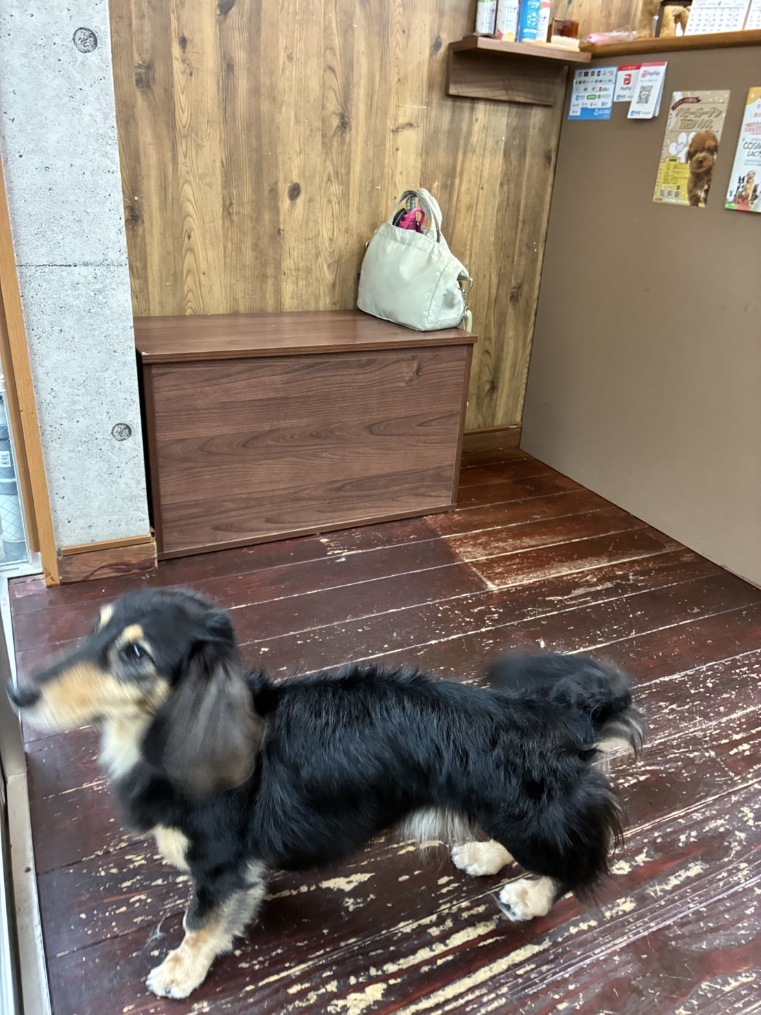 ホーリーちゃん🐶