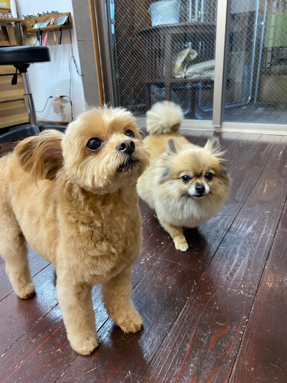 イルちゃん?アムちゃん?