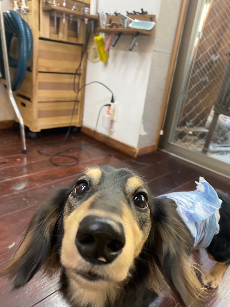 ホーリーちゃん?