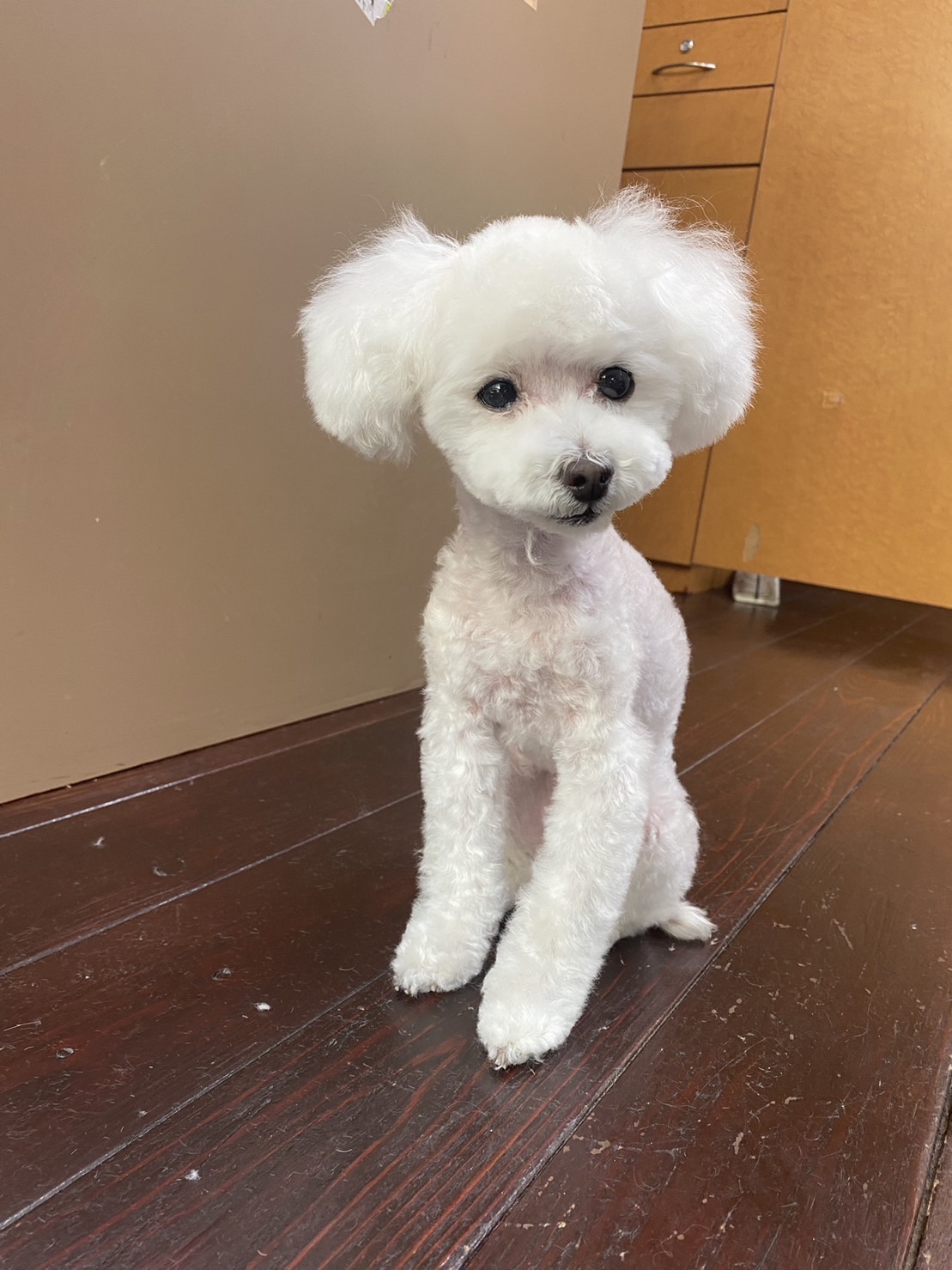 ましゅちゃん🐩