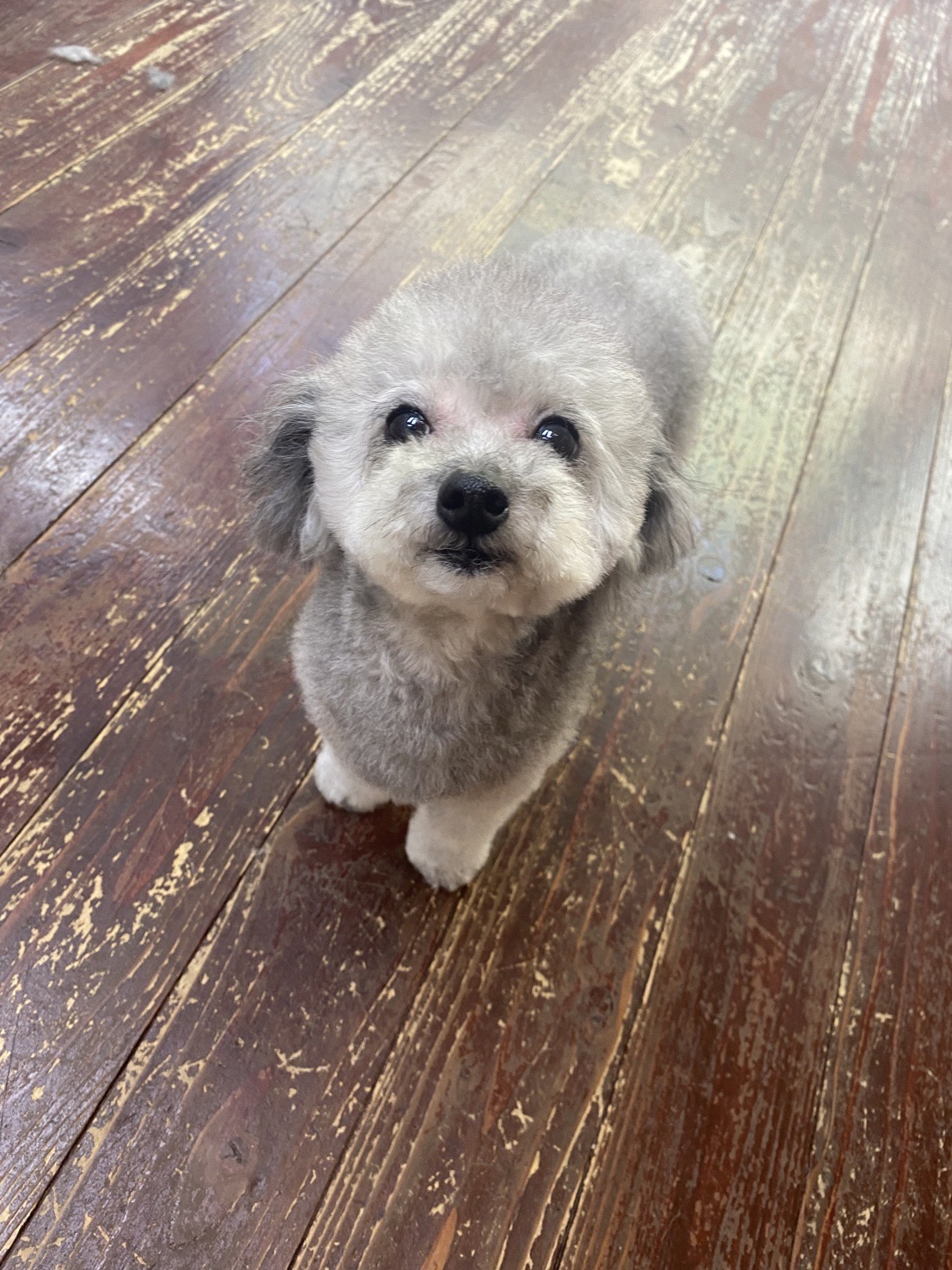 シルキーちゃん?