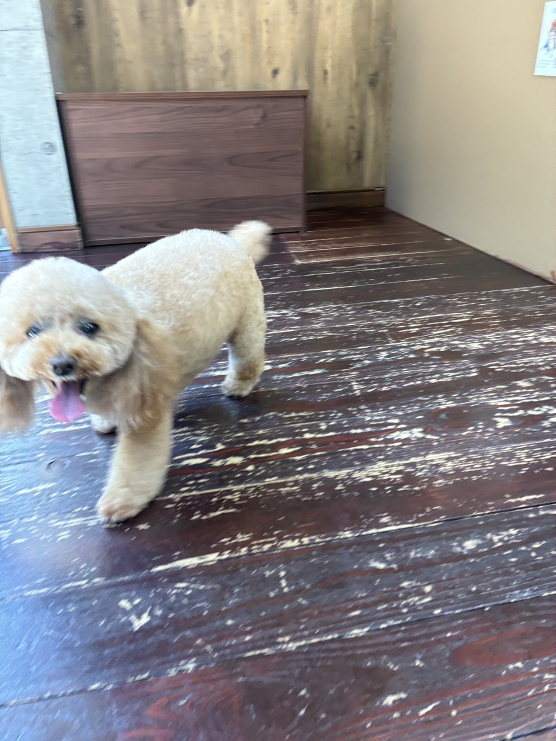 レイナちゃん🐩