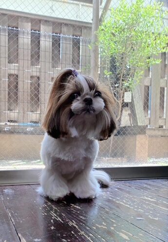 青玉(あおい)ちゃん🐶