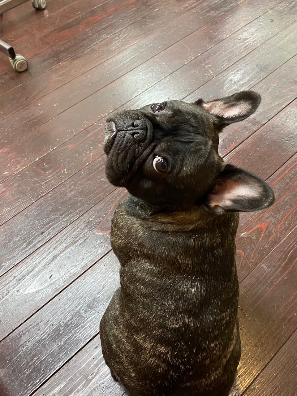 コテツちゃん🐶