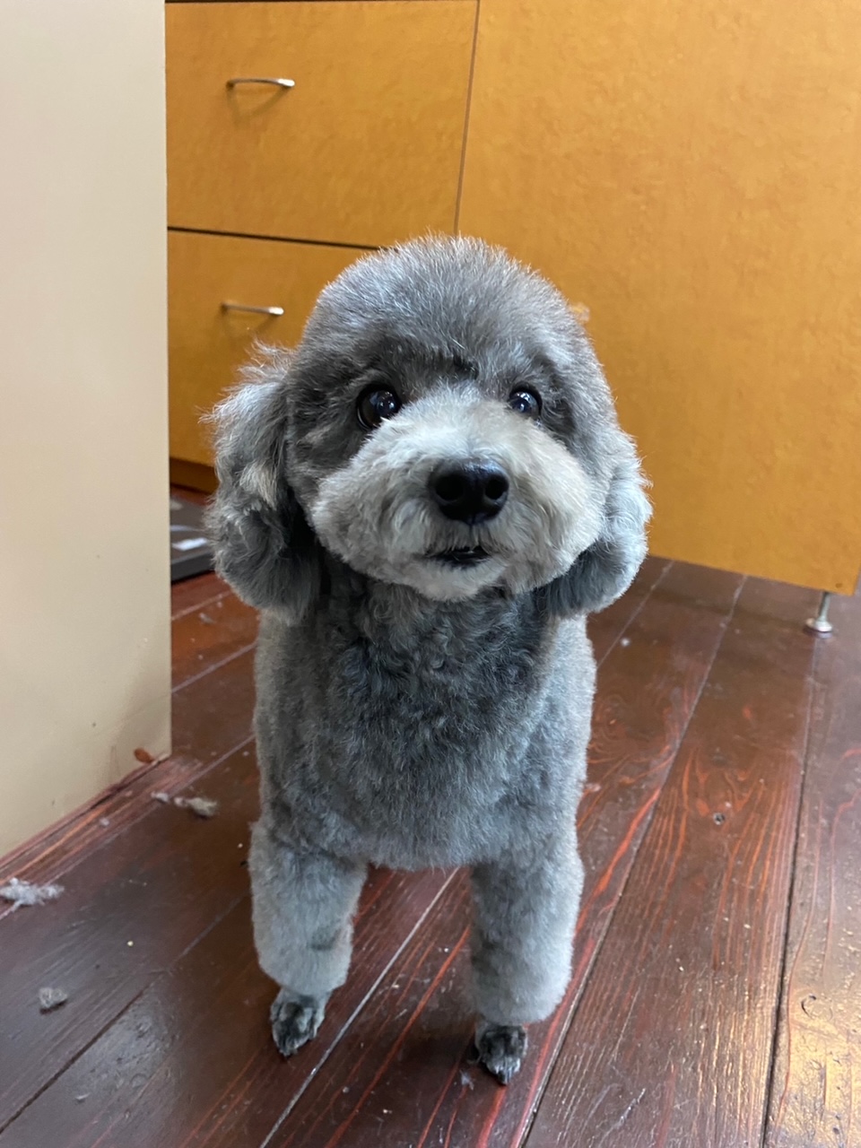 オハナちゃん🐩