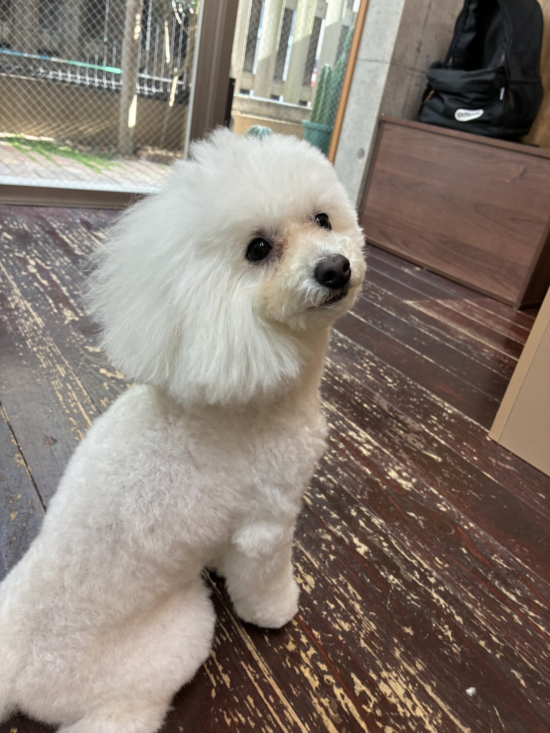 北斗ちゃん🐩