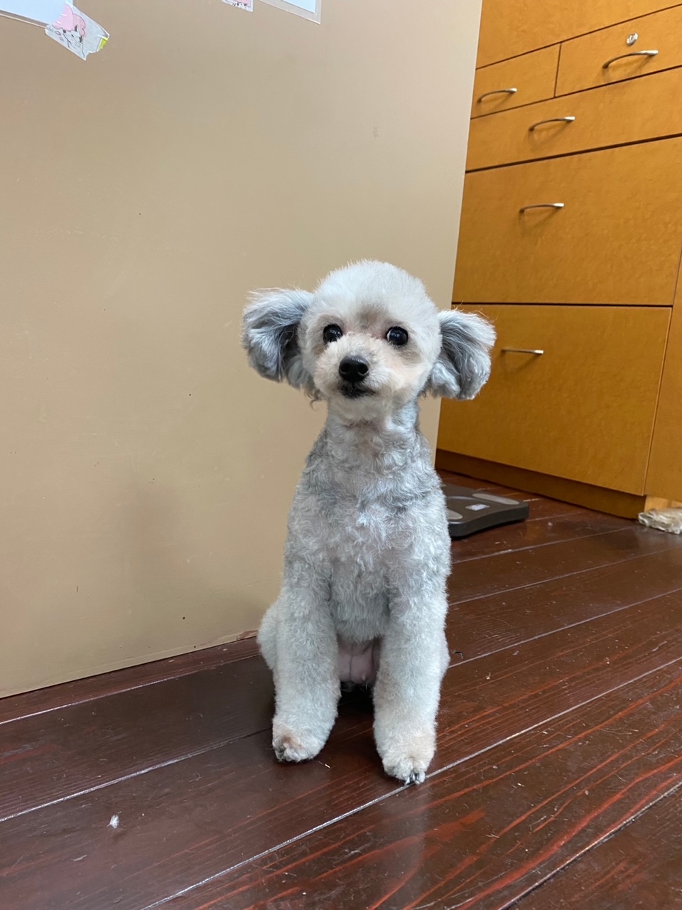 シルキーちゃん?