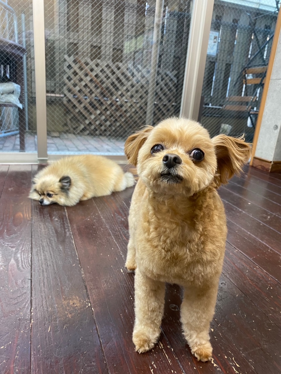 イルちゃん?アムちゃん?