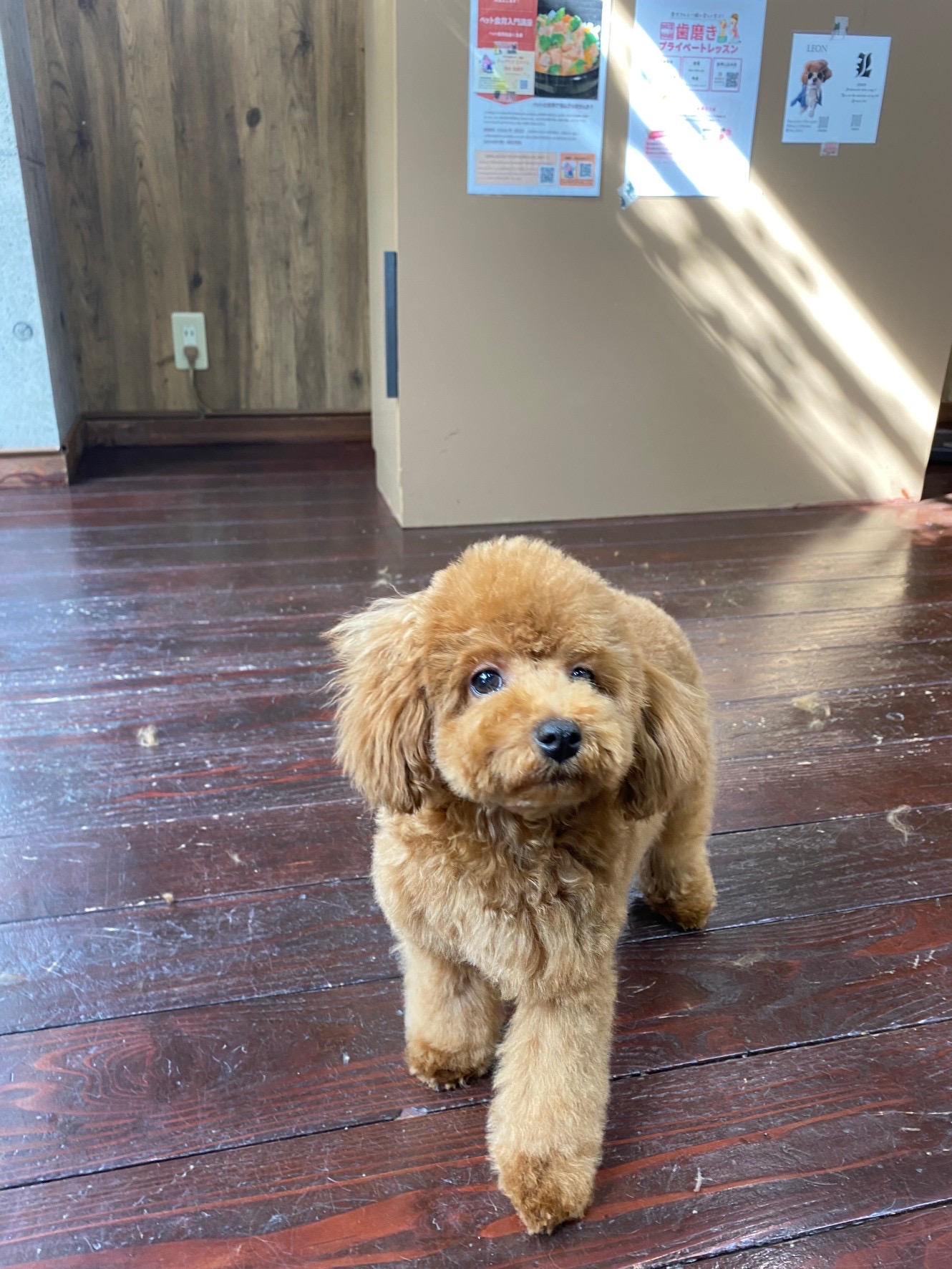 チュチュちゃん?