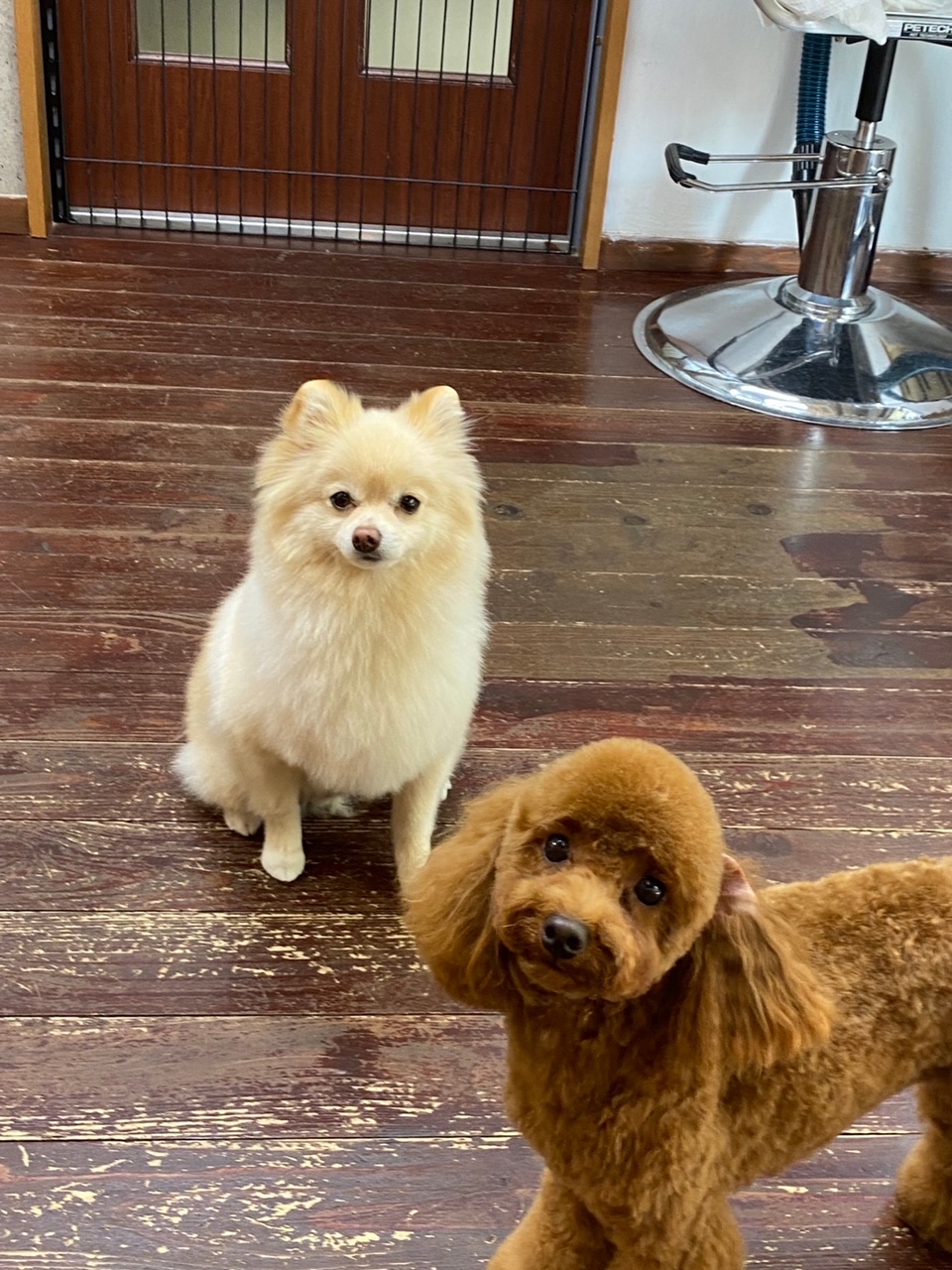 Fuuuちゃん?ニコちゃん?