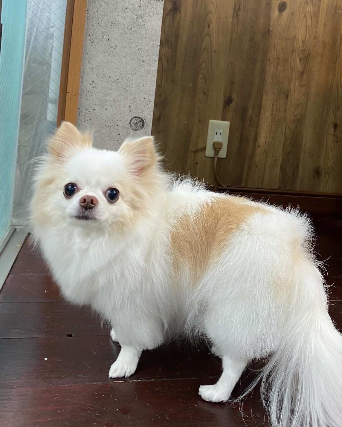 アモルちゃん🐶