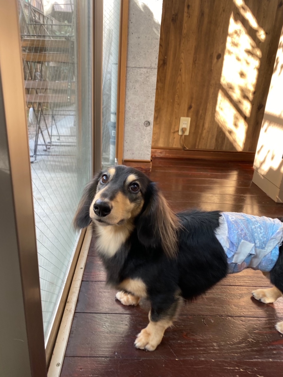 ホーリーちゃん?