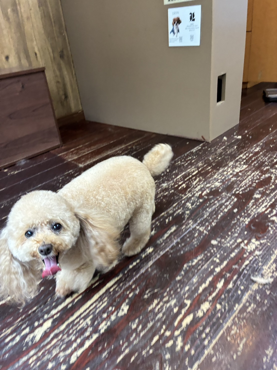 レイナちゃん🐩