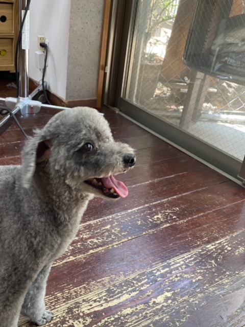 アンジュちゃん?