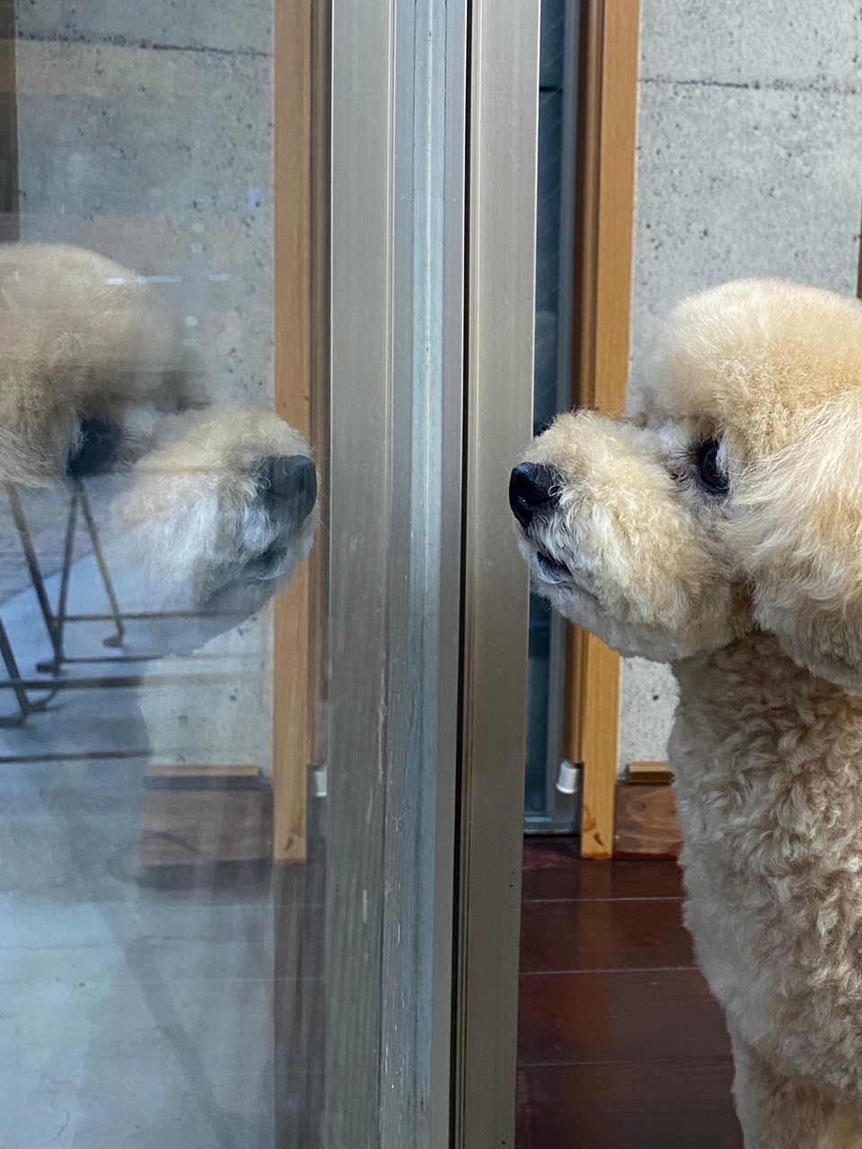 チップちゃん🐩