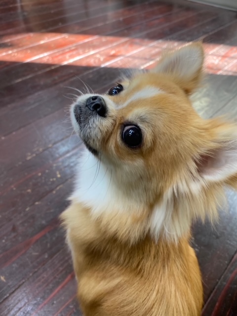 アニーちゃん🐶