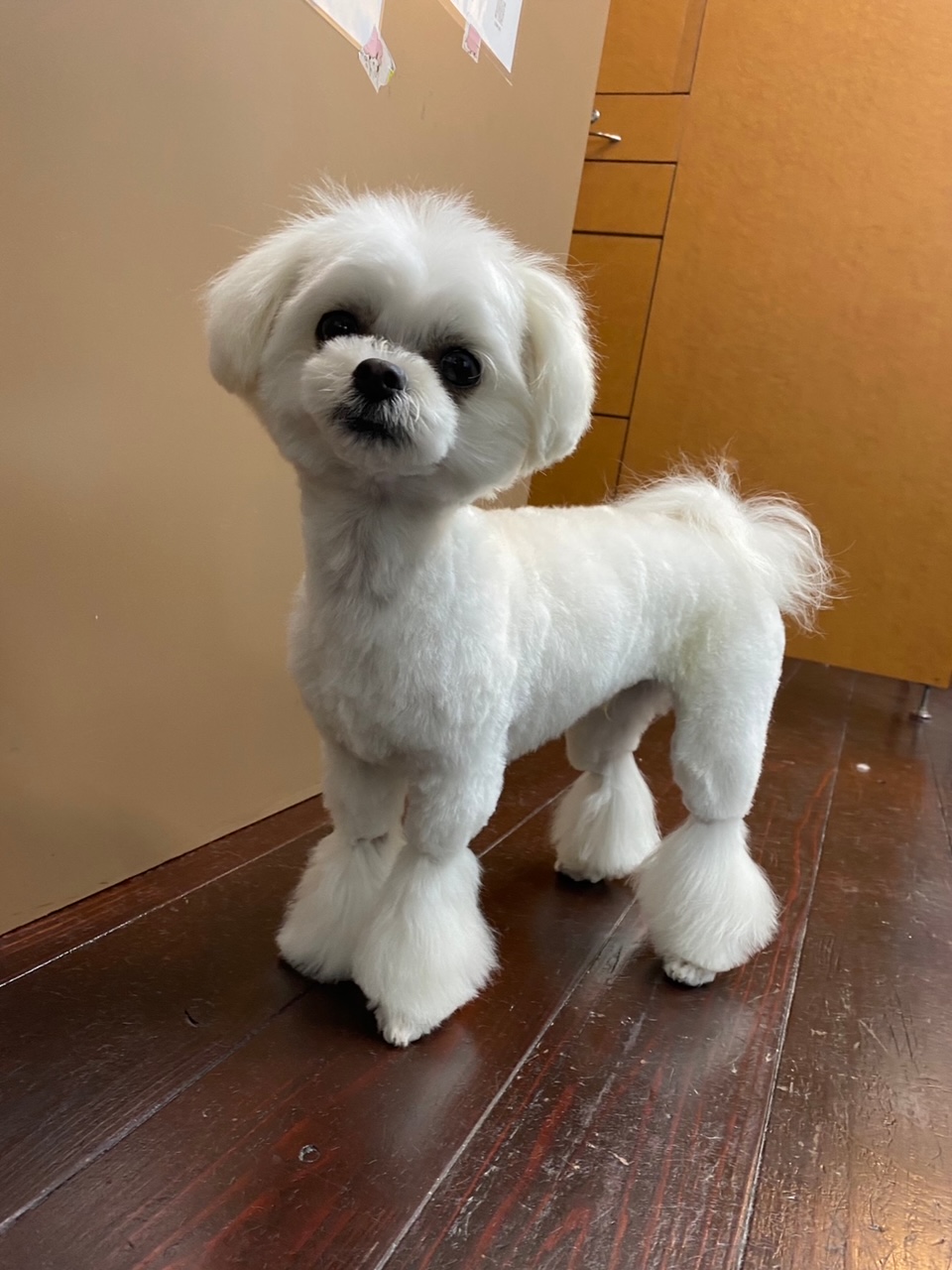 スカイちゃん🐶