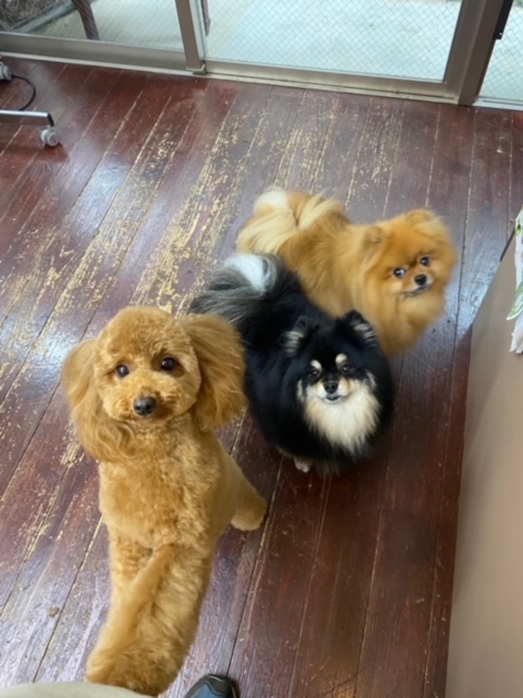 きなこ&あんちゃん?こすずちゃん?