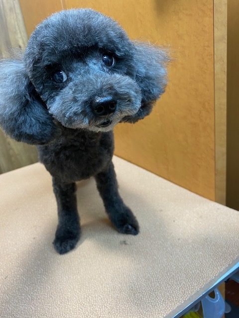 あんこちゃん！