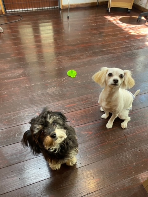 ティアちゃん🐶