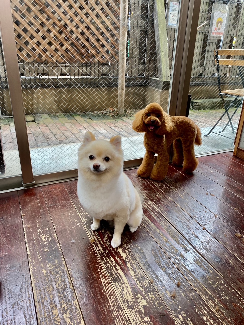 Fuuuちゃん?ニコちゃん?